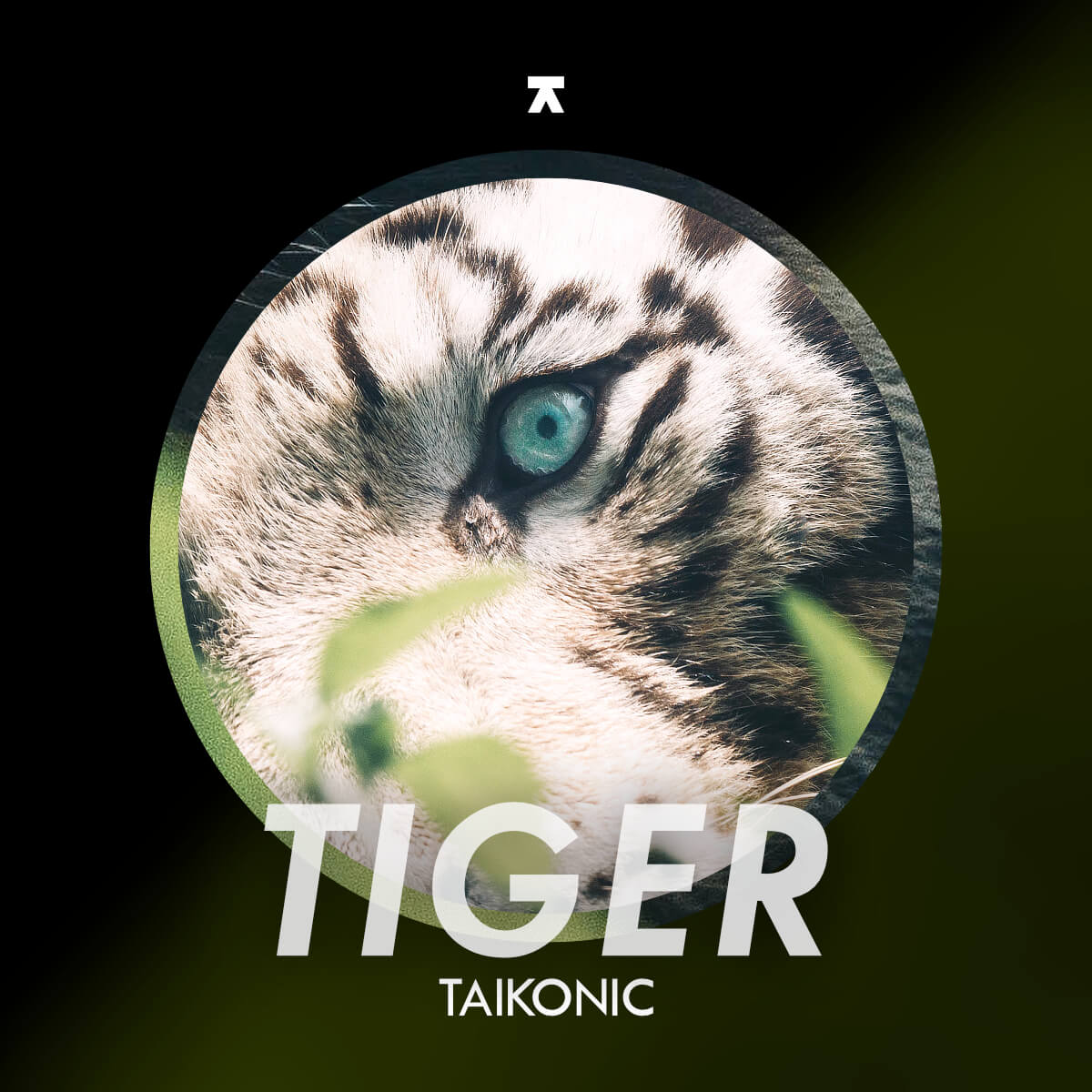 https://www.taikonic.com/wp-content/uploads/2026/06/taikonic_tiger.jpg